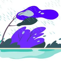 Après la pluie